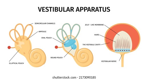 Realistic Anatomy Ear Vestibular System Vertigo Composition With Isolated Views Of Internal Organs With Text Captions Vector Illustration