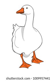  realistic animal goose duck illustration drawing and white background