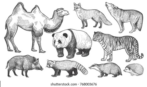 Realistic animals set  Camel  panda  fox  wolf  tiger  boar  red panda  hedgehog   badger isolated white background  Vector illustration art  Vintage engraving  Handmade graphic  Black   white 