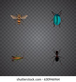 Realistic Ant, Bug, Locust And Other Vector Elements. Set Of Animal Realistic Symbols Also Includes Emmet, Wasp, Grasshopper Objects.