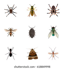 Realistic Ant, Butterfly, Arachnid And Other Vector Elements. Set Of Bug Realistic Symbols Also Includes Jewel, Wisp, Arachnid Objects.