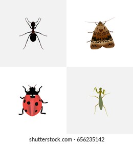 Realistic Ant, Butterfly, Grasshopper And Other Vector Elements. Set Of Insect Realistic Symbols Also Includes Butterfly, Insect, Fly Objects.