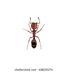 Realistic Ant Element. Vector Illustration Of Realistic Emmet Isolated On Clean Background. Can Be Used As Emmet, Ant And Pismire Symbols.