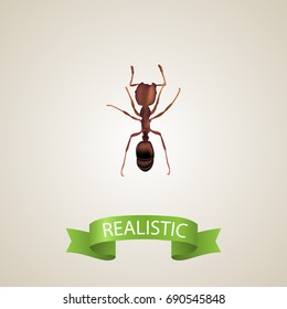 Realistic Ant Element. Vector Illustration Of Realistic Emmet Isolated On Clean Background. Can Be Used As Emmet, Ant And Pismire Symbols.