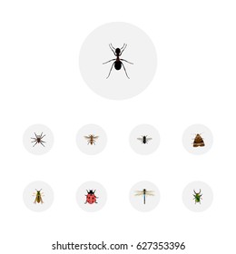 Realistic Ant, Midge, Arachnid And Other Vector Elements. Set Of Bug Realistic Symbols Also Includes Damselfly, Bee, Fly Objects.