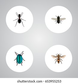 Realistic Ant, Midge, Bug And Other Vector Elements. Set Of  Realistic Symbols Also Includes Housefly, Wasp, Ant Objects.
