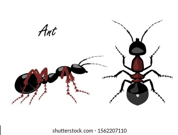 Vista lateral y superior realista aislada sobre fondo blanco. Ilustración vectorial de la hormiga realista. Se puede utilizar como símbolos de Insect.