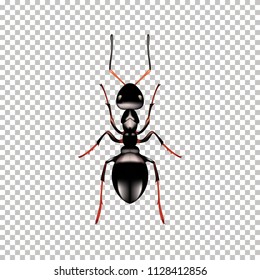 Realistic Ant top view isolated on Transparent background. Vector illustration of realistic Ant. Can Be Used As Insect Symbols.