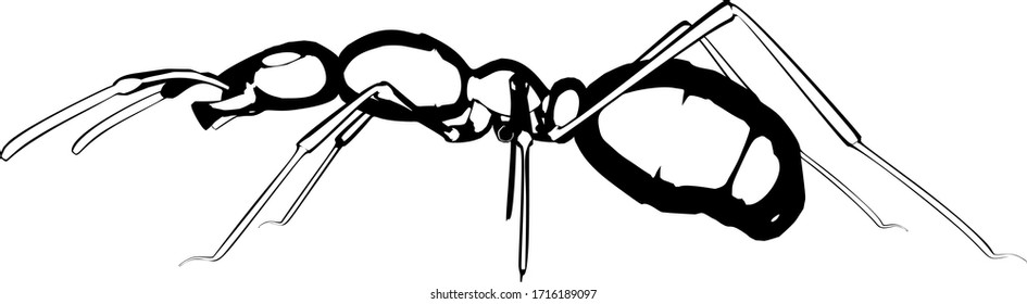 Realistic ant vector on white background