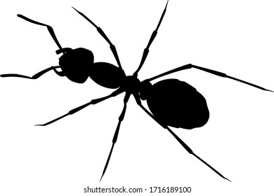 Realistic ant vector on white background