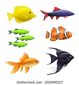 Realistic aquarium fishes. Golden colored swimming fishes exotic aquarium animals decent vector pictures set isolated on white