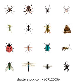 Realistic Arachnid, Ant, Bee And Other Vector Elements. Set Of Bug Realistic Symbols Also Includes Housefly, Blue, Bee Objects.