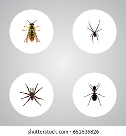 Realistic Arachnid, Ant, Bee And Other Vector Elements. Set Of Insect Realistic Symbols Also Includes Sting, Emmet, Spinner Objects.