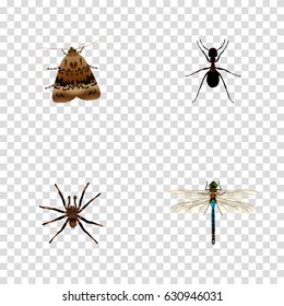 Realistic Arachnid, Ant, Damselfly And Other Vector Elements. Set Of Animal Realistic Symbols Also Includes Moth, Fly, Dragonfly Objects.