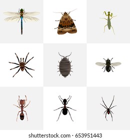 Realistic Arachnid, Ant, Midge And Other Vector Elements. Set Of  Realistic Symbols Also Includes Butterfly, Tarantula, Arachnid Objects.