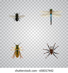 Realistic Arachnid, Bee, Damselfly And Other Vector Elements. Set Of Insect Realistic Symbols Also Includes Midge, Insect, Tarantula Objects.