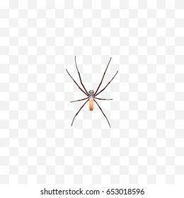 Realistic Arachnid Element. Vector Illustration Of Realistic Spider Isolated On Clean Background. Can Be Used As Spider, Spinner And Arachnid Symbols.