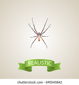 Realistic Arachnid Element. Vector Illustration Of Realistic Spider Isolated On Clean Background. Can Be Used As Spider, Spinner And Arachnid Symbols.