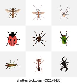Realistic Arachnid, Emmet, Locust And Other Vector Elements. Set Of Animal Realistic Symbols Also Includes Pismire, Arachnid, Bug Objects.