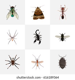 Realistic Arachnid, Housefly, Emmet And Other Vector Elements. Set Of Bug Realistic Symbols Also Includes Moth, Bug, Tarantula Objects.
