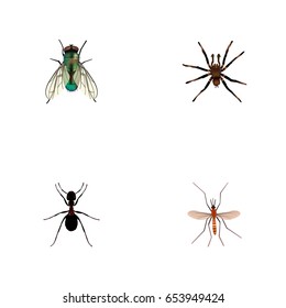 Realistic Arachnid, Housefly, Gnat And Other Vector Elements. Set Of Bug Realistic Symbols Also Includes Mosquito, Jewel, Tarantula Objects.