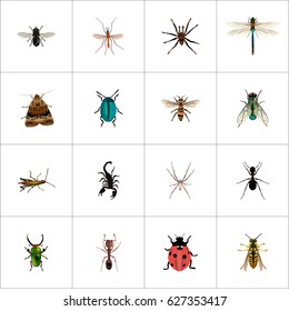 Realistic Arachnid, Ladybird, Bee And Other Vector Elements. Set Of Animal Realistic Symbols Also Includes Dragonfly, Insect, Arachnid Objects.