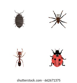 Realistic Arachnid, Ladybird, Dor And Other Vector Elements. Set Of Bug Realistic Symbols Also Includes Ant, Arachnid, Dor Objects.