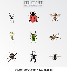 Realistic Arachnid, Ladybird, Poisonous And Other Vector Elements. Set Of Bug Realistic Symbols Also Includes Grasshopper, Beetle, Arachnid Objects.