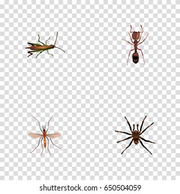 Realistic Arachnid, Locust, Emmet And Other Vector Elements. Set Of Insect Realistic Symbols Also Includes Ant, Bug, Mosquito Objects.