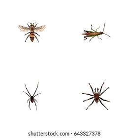 Realistic Arachnid, Locust, Wisp And Other Vector Elements. Set Of Bug Realistic Symbols Also Includes Wisp, Tarantula, Housefly Objects.