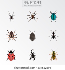 Realistic Arachnid, Poisonous, Ladybird And Other Vector Elements. Set Of Bug Realistic Symbols Also Includes Spinner, Ladybird, Scorpion Objects.