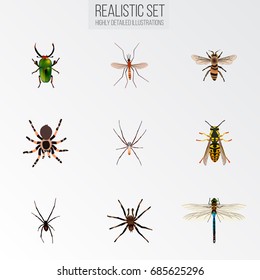 Realistic Arachnid, Spider, Gnat And Other Vector Elements. Set Of Insect Realistic Symbols Also Includes Dragonfly, Arachnid, Wisp Objects.