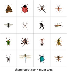 Realistic Arachnid, Wisp, Bug And Other Vector Elements. Set Of Insect Realistic Symbols Also Includes Moth, Housefly, Beetle Objects.