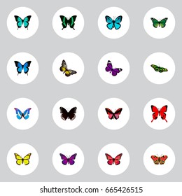 Realistic Archippus, Spicebush, Azure Peacock And Other Vector Elements. Set Of Butterfly Realistic Symbols Also Includes Blue, Red, Monarch Objects.
