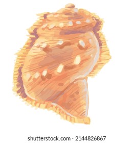 realistic art style shell clipart object element