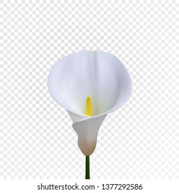 Realistic Arum Calla Lily. Isolated on transparent backround. Vector eps10.