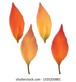 Realistic ash leaves. Ash leaves isolated on a white background.  Autumn concept. Vector illustration.