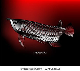 Realistic "ASIAN AROWANA" illustration on gradient red black background. High details with shiny silver scales, long body and a fierce face. The most popular breed in Asia, also called "Dragon fish"