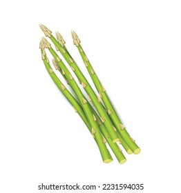 Realistic asparagus vegetable stem sprout bunch isolated on white background. Seasonal farming meal eco product. Vegan protein ingredient for cooking and nutrition. Vector illustration