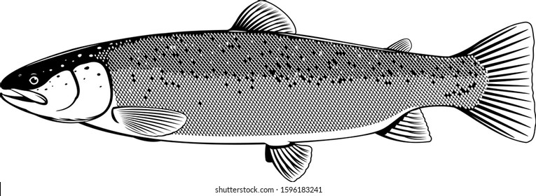 Realistic Atlantic salmon fish in black and white isolated illustration, one freshwater fish on side view