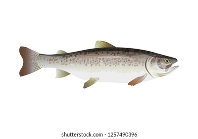 Realistic atlantic salmon side view. Vector illustration isolated on white background.