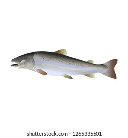 Realistic atlantic salmon. Side view. Vector illustration isolated on white background.