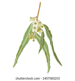 Realistic Australian Gumtree Flowering Eucalyptus Vector Illustration On A White Background