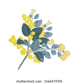 Realistic Australian Wattle Vector illustration isolated on a white background svg