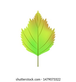 Realistic autumn birch leaf isolated on white background. Vector illustration