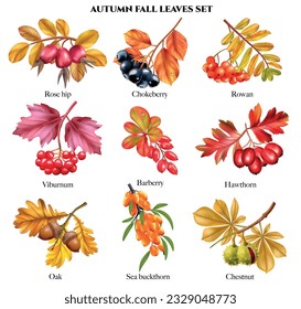 Realistic autumn fall leaves set with isolated compositions of blossoms berries and chestnuts with text captions vector illustration