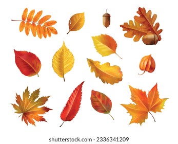 Realistic autumn foliage. Fall age leaves, yellow red isolated leaf dried brown foliage, maple oak leafs and acorn for nature november decoration, set 3d exact vector illustration of foliage autumn