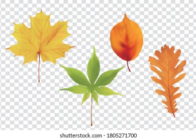 Realistic autumn forest leaves collection 