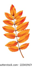 Realistic autumn leaf. Fall orange wood foliage, yellow red leaves, colorful decorative element. Seasonal decor botanical object, isolated on white background vector illustration
