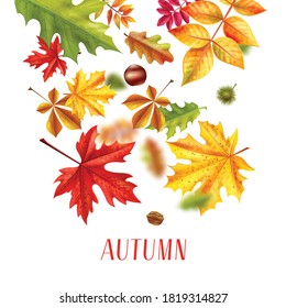 Realistic autumn leaves fall sale background composition of text and autumnal foliage fallen leaves colourful images vector illustration